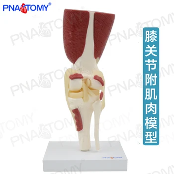 Модель колена с мышцами и связками 1: 1, демонстрация обучения реабилитации сухожилий колена
