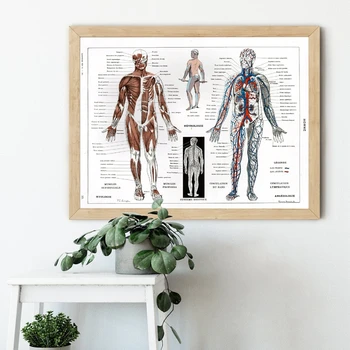 Французский плакат с анатомической схемой человеческого тела Larousse Medical Wall Art Печать на холсте Винтажная художественная живопись Декор стен кабинета врача